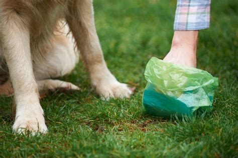 dog waste removal san anselmo|Tips for Pet Owners.